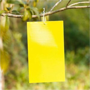 Double-sided Insect Trap and Insecticide Board (10Pcs)